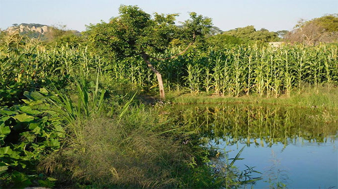 Stream bank cultivation, a cause for concern