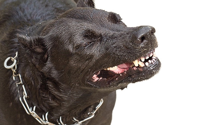 Man (20) killed by own dogs