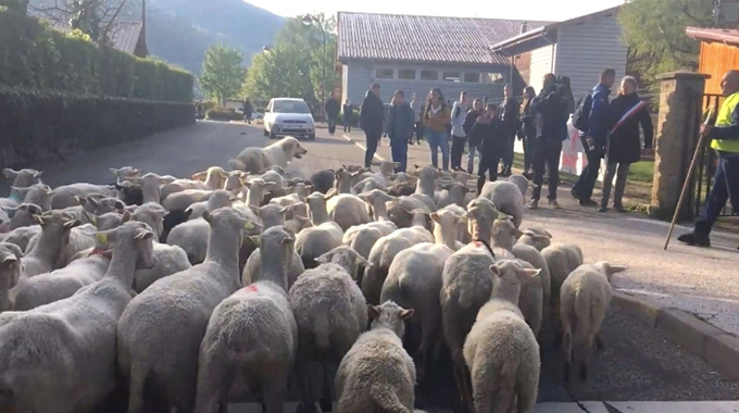 Sheep registered as pupils in bid to save classes