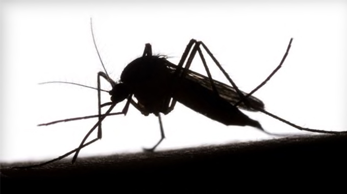 Bulawayo reels under mosquito menace