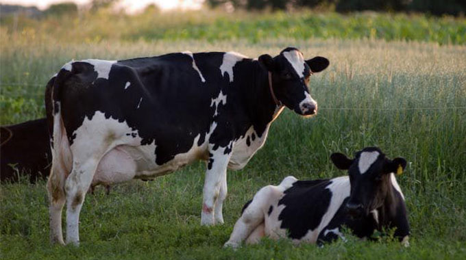 7 000+ smallholder farmers empowered in dairy programme