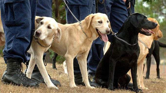 Police sniffer dogs track down ‘rapist’