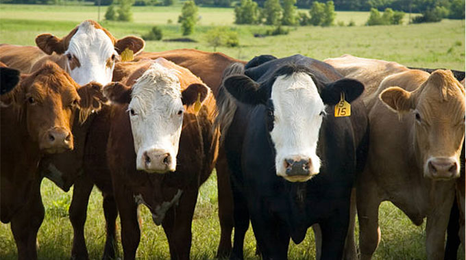 Re-enforcing rural folk support pillars