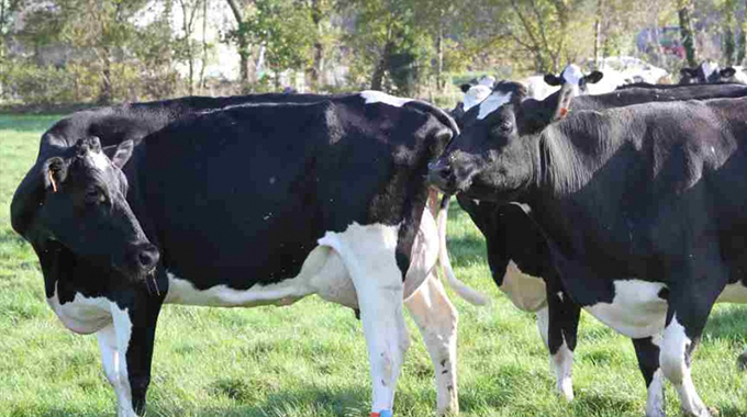 ‘Use artificial insemination to rebuild herds’