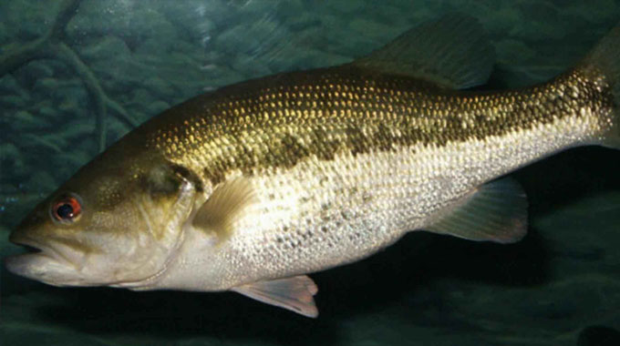 Bass to host fishing competition