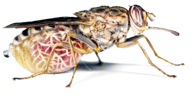 Letters to the Editor: What changes in temperature mean for Africa’s tsetse fly