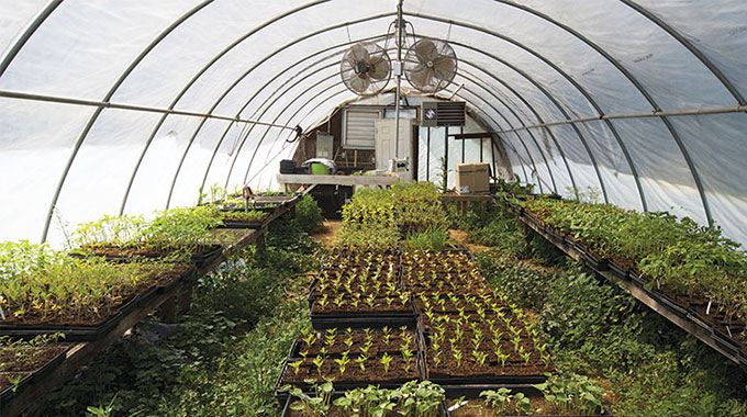 Bulawayo Jairos Jiri resuscitates greenhouse garden