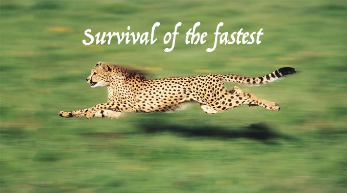 Survival of the fastest is law of the concrete jungle