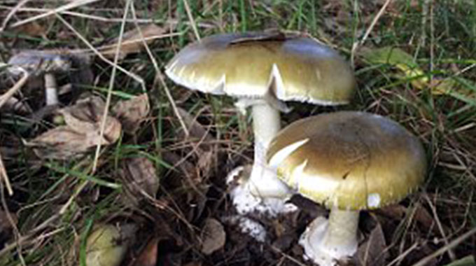 Poisonous mushrooms kill 3