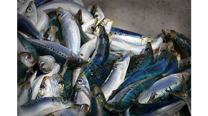 Poisonous fish fears grip Zim . . .SA firm recalls deadly pilchards