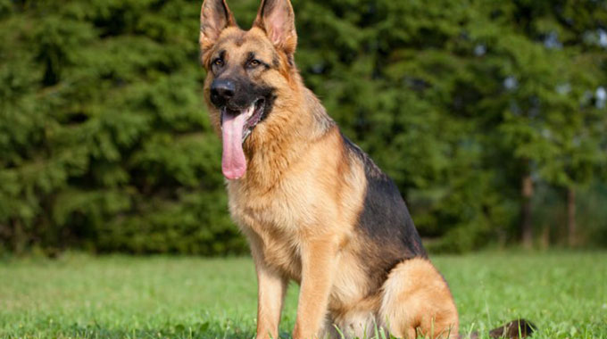 Cop sets police dog on fellow cop