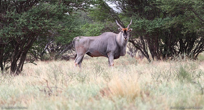 Bulawayo man in court for ‘stealing’ and slaughtering US$900 Eland