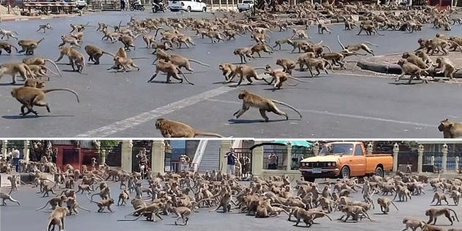 CORONAVIRUS: Gangs of feral monkeys invade Thai city left deserted by humans in coronavirus panic