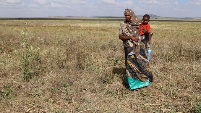 Locust invasion wipes out 200 000 ha of crops in Ethiopia