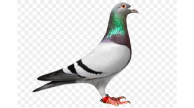 Pigeon racing gains popularity