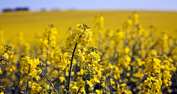 Oilseed export potential to generate sustainable revenue
