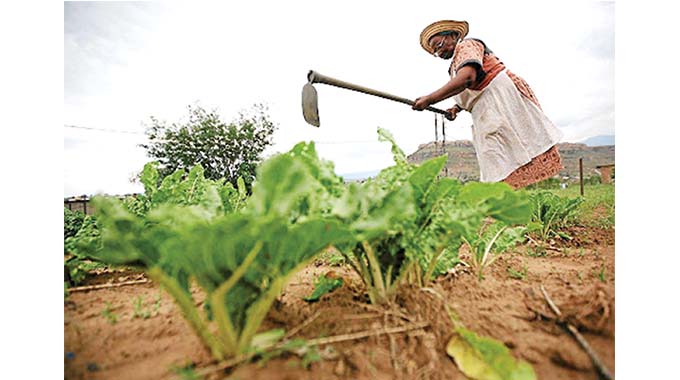 Debating land tenure reform in Zimbabwe