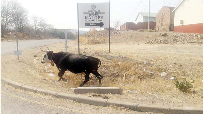 Hungry, thirsty livestock invade Hwange CBD