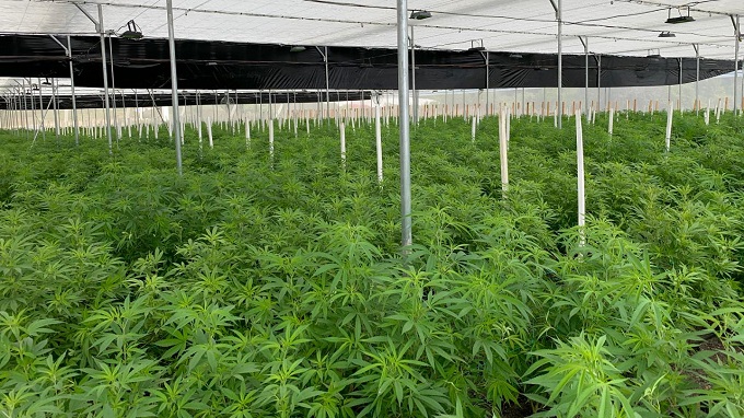 A Modern Perspective on Cultivation Styles: The Evolving Conversation Around Indoor Weed and Outdoor Weed
