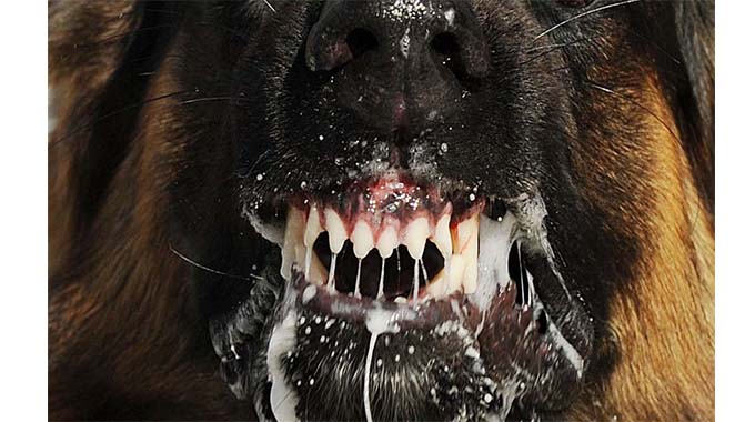 Six ‘killer rabid’ dogs shot