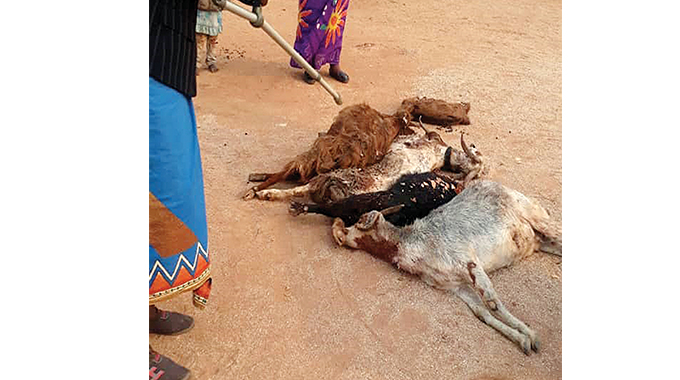 ‘Vampire’ terror in Gwanda