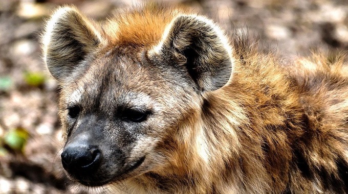 Hyenas drag man from home, devour him