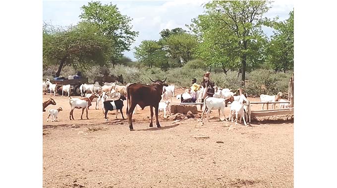 It’s survival of the fittest as humans, livestock share scarce water points