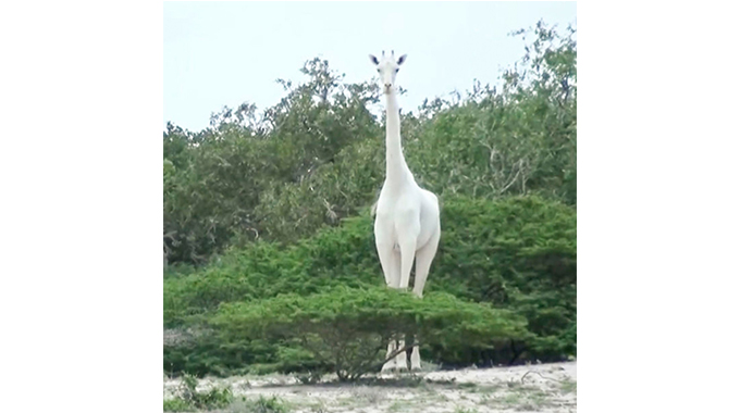 ‘World’s only white giraffe’ fitted with tracking device