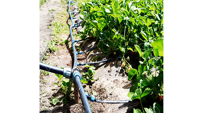 Beitbridge legislator advocates drip irrigation