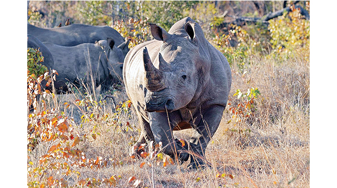 Demand arrest of chicken thieves not wildlife poachers, animal rights activists tell Africans