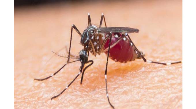 Hwange mosquito outbreak