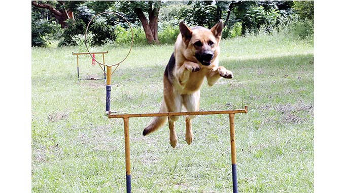 The life of canine police officers