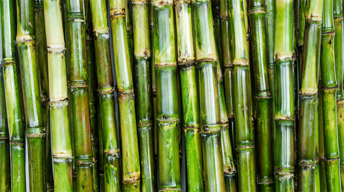 Adequate raw material stocks: Sugar firm