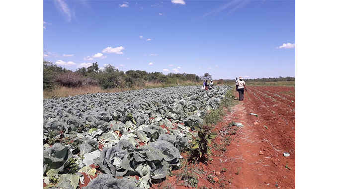 Boost for Lower Gweru irrigation schemes