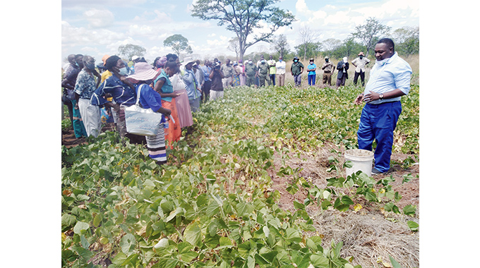 Government plans to start growing star grass