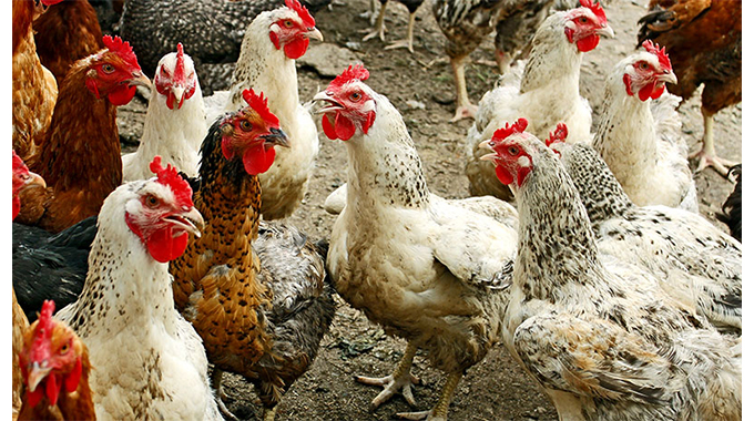 Botswana suspends SA poultry imports