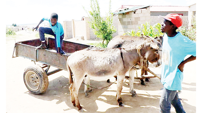Donkey transport getting popular in Bulawayo