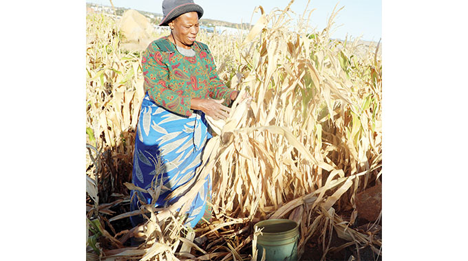 Bumper harvest for Matabeleland