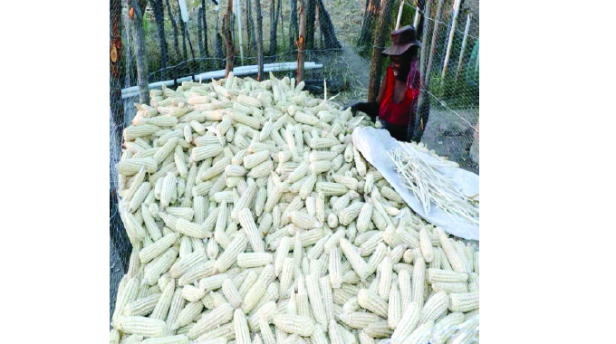 Government suspends maize imports