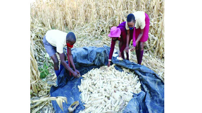 Bulawayo school basks in Pfumvudza/Intwasa glory