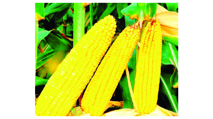 Food fortification key in improving nutrition