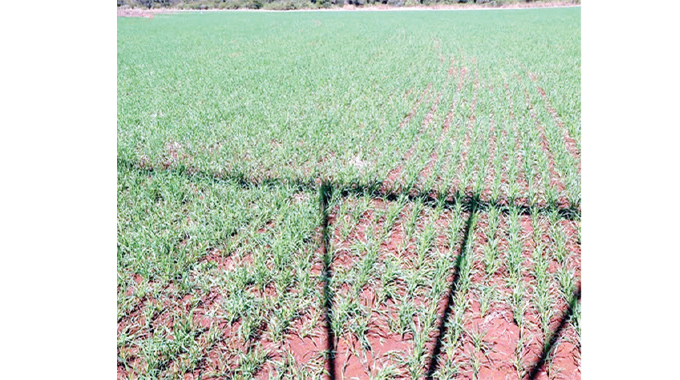 Winter wheat hectarage up 53%