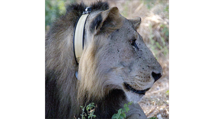 Collars help reduce human-wildlife conflict