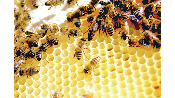 Zim moves closer to EU honey market after trainer certification