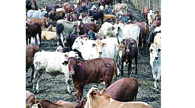 100 cops deployed to rustlers’ paradise