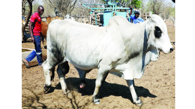 From school drop out, to top Brahman breeder