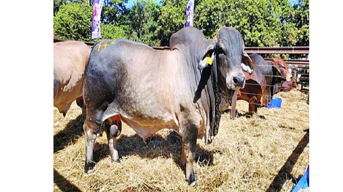 How sanctions collapsed Zim beef industry