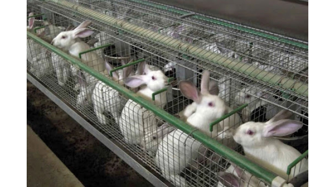 Rabbits production set for growth