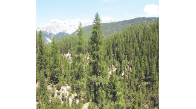 Embrace tree-based systems for food security and nutrition