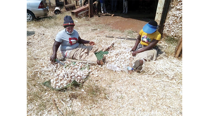 Covid-19 triggers garlic phenomenal yields